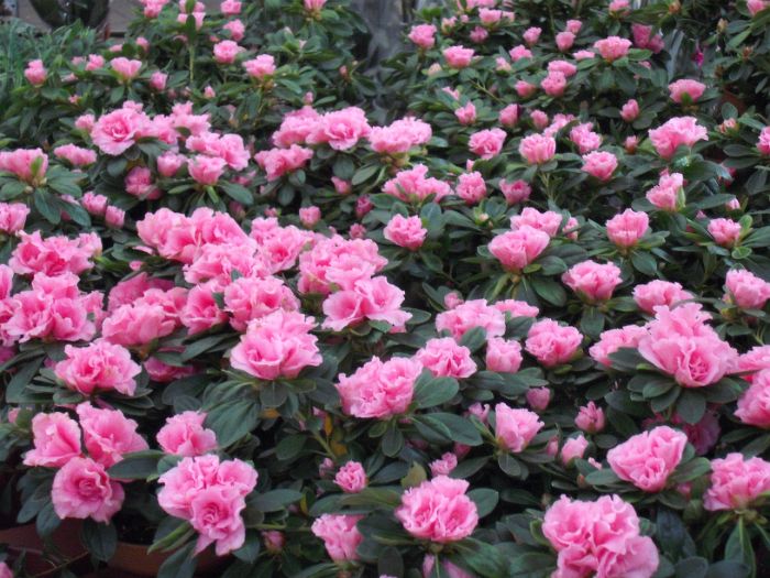 DSCF2091.JPG