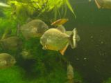 SAM_0977