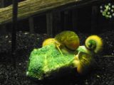 SAM_0979