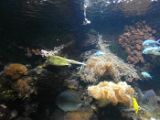 SAM_0989