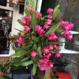 IMG_4185